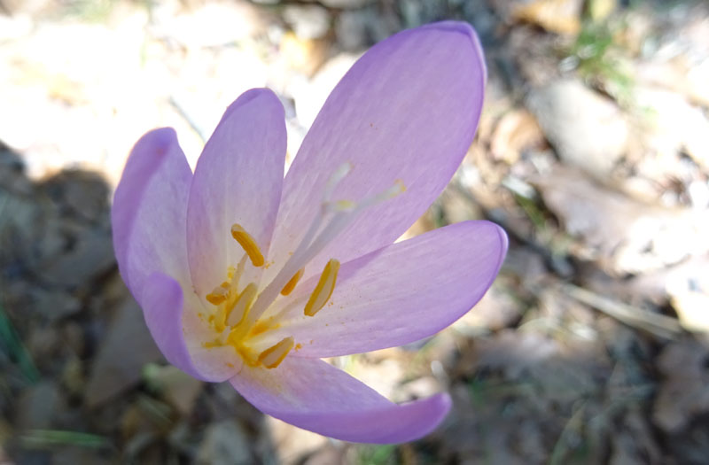 Colchicum autumnale - Colchicaceae